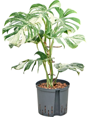 Monstera deliciosa 'Variegatum'