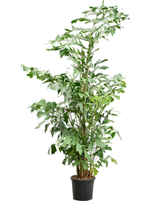 Caryota mitis (220-280)