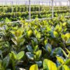 Plantes