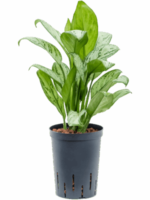 Aglaonema 'Christina'