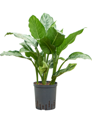 Aglaonema 'Chantal'