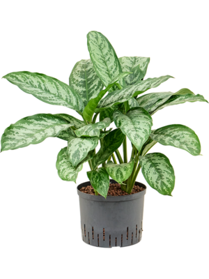 Aglaonema 'Chantal'
