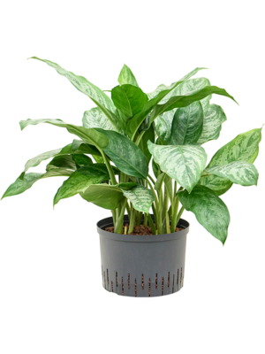 Aglaonema 'Chantal'