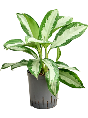 Aglaonema 'Diamond bay'
