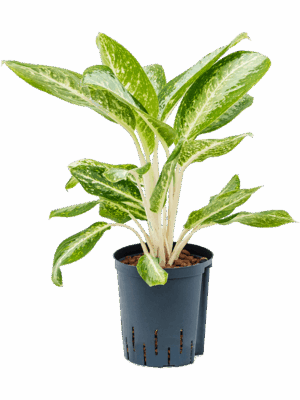 Aglaonema 'Anouk'