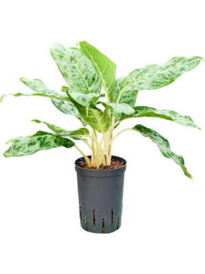 Aglaonema 'Pavo real'