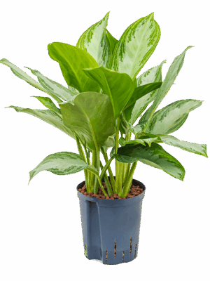Aglaonema 'Silver Bay'