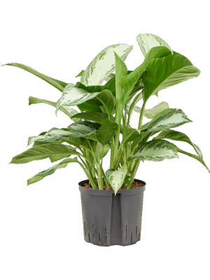 Aglaonema 'Silver Bay'