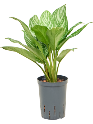 Aglaonema 'Stripes'