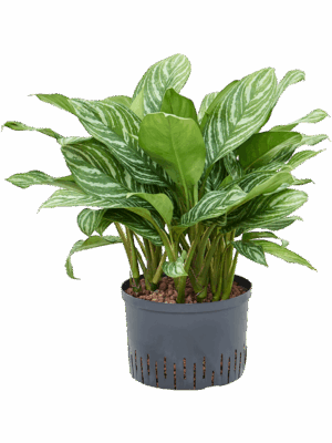 Aglaonema 'Stripes'