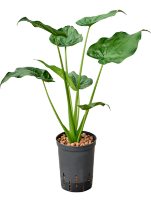 Alocasia cucullata