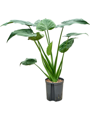 Alocasia cucullata