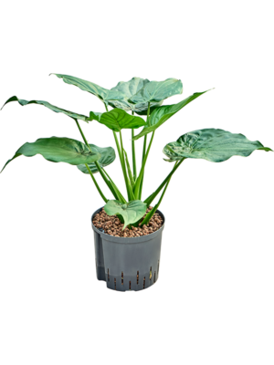 Alocasia cucullata