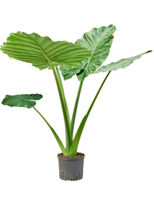 Alocasia macrorrhizos