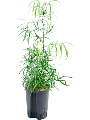 Asparagus falcatus