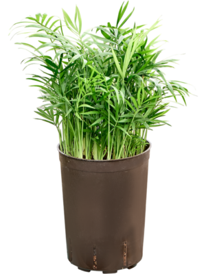 Chamaedorea elegans