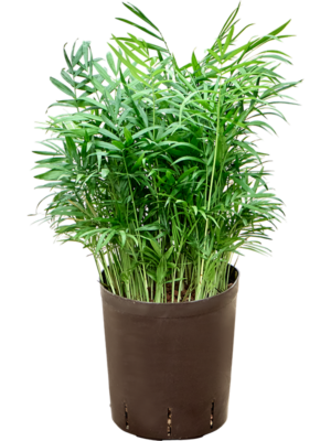Chamaedorea elegans