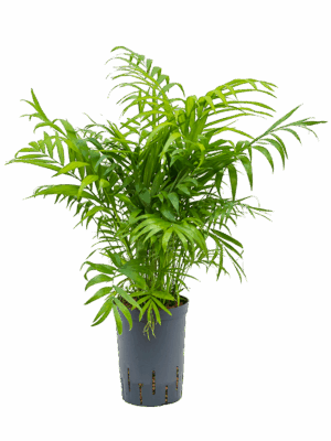 Chamaedorea elegans
