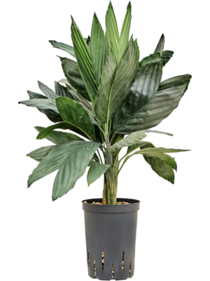 Chamaedorea metallica