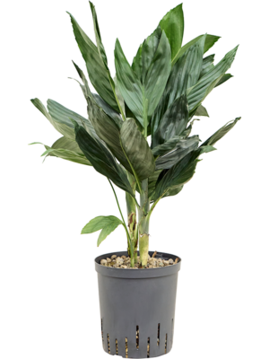 Chamaedorea metallica