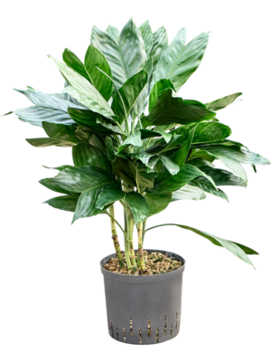 Chamaedorea metallica