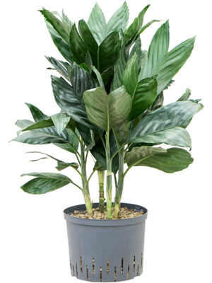 Chamaedorea metallica
