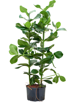 Clusia rosea