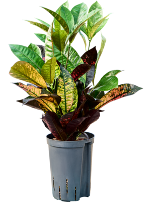 Croton (Codiaeum) variegatum 'Mrs. Iceton'
