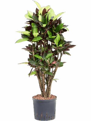 Croton (Codiaeum) variegatum 'Mrs. Iceton'