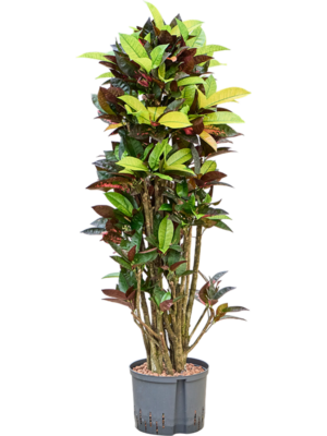 Croton (Codiaeum) variegatum 'Mrs. Iceton'