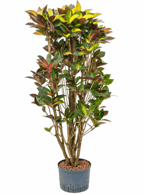 Croton (Codiaeum) variegatum 'Mrs. Iceton'