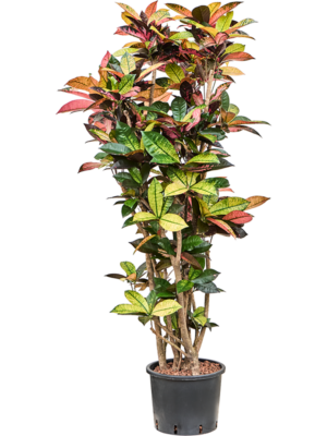 Croton (Codiaeum) variegatum 'Mrs. Iceton'