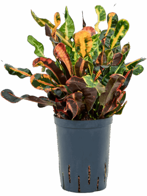 Croton (Codiaeum) variegatum 'Mammi'