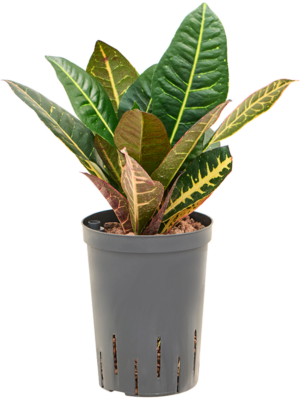 Croton (Codiaeum) variegatum 'Petra'