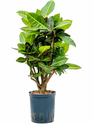 Croton (Codiaeum) variegatum 'Petra'