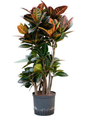 Croton (Codiaeum) variegatum 'Petra'