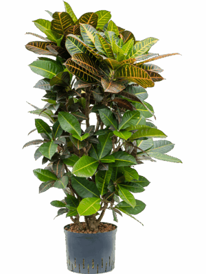 Croton (Codiaeum) variegatum 'Petra'
