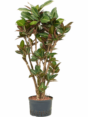 Croton (Codiaeum) variegatum 'Petra'