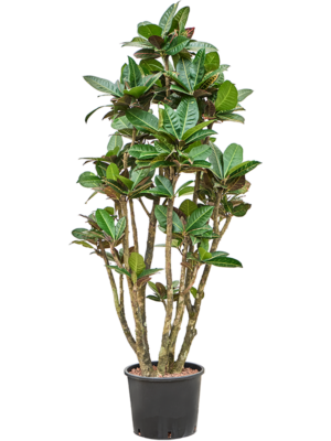Croton (Codiaeum) variegatum 'Petra'