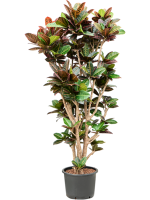 Croton (Codiaeum) variegatum 'Petra'