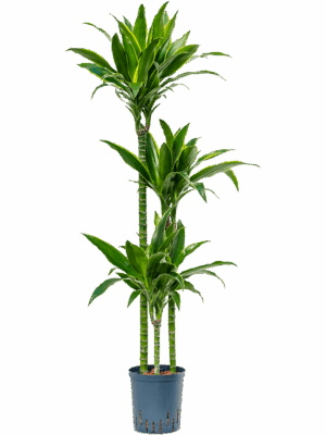 Dracaena fragrans 'Arturo'