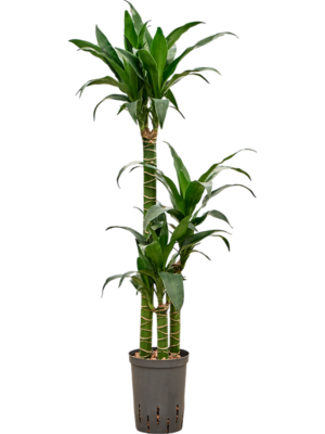 Dracaena deremensis 'Black Beauty'