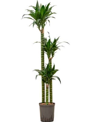 Dracaena deremensis 'Black Beauty'