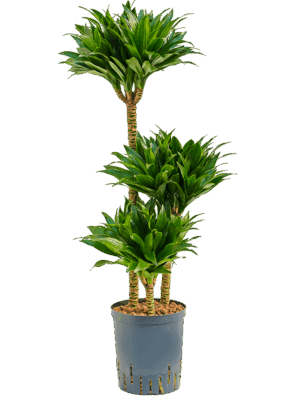 Dracaena fragrans 'Compacta'