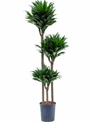 Dracaena fragrans 'Compacta'