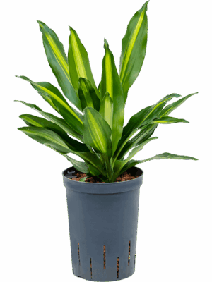 Dracaena fragrans 'Cintho'