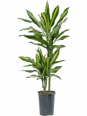Dracaena fragrans 'Cintho'
