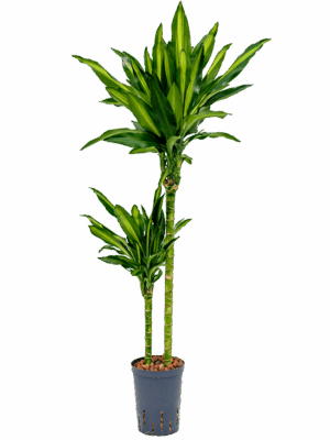 Dracaena fragrans 'Cintho'