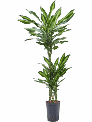 Dracaena fragrans 'Cintho'