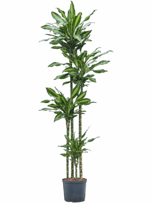 Dracaena fragrans 'Cintho
